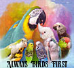 Always Birds First