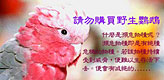 Hong Kong Parrot Club