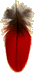 Scarlet Macaw feather