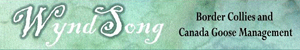 Wynd Song Border Collies