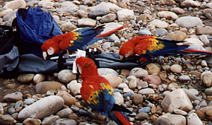 Chicos on the river beach