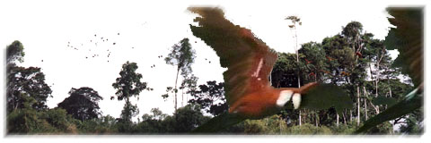 Flocks of macaws at the clay lick