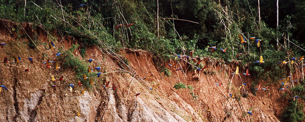 A flock of Macaws at the Colpa