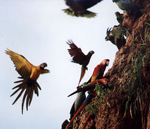 Macaws landing on the cliff