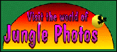 Jungle Photos