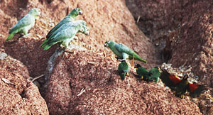 Mealy amazons and mystery birds