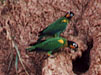 Mystery birds