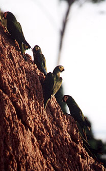 RedBellied and Chestnut Fronted macaws