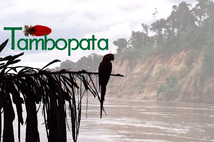 The Colpa of Tambopata